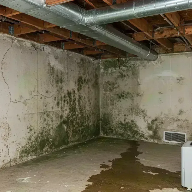 Professional Mold Removal in Dade County, GA